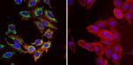 mtHSP70 Antibody in Immunocytochemistry (ICC/IF)