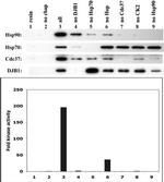 Cdc37 Antibody in Western Blot (WB)