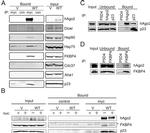 Cdc37 Antibody in Western Blot (WB)