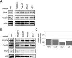 Cdc37 Antibody in Western Blot (WB)