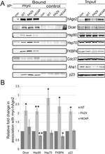 Cdc37 Antibody in Western Blot (WB)