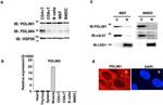 Cdc37 Antibody in Western Blot (WB)