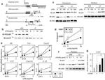 Cdc37 Antibody in Western Blot (WB)