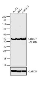 Cdc37 Antibody in Western Blot (WB)