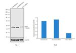 Cdc37 Antibody in Western Blot (WB)