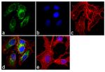 CYP3A4/CYP3A5 Antibody in Immunocytochemistry (ICC/IF)