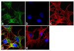 CYP3A5 Antibody in Immunocytochemistry (ICC/IF)