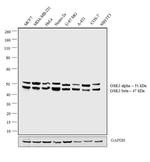 GSK3 alpha/beta Antibody in Western Blot (WB)