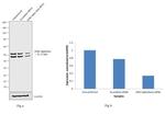 GSK3 alpha/beta Antibody in Western Blot (WB)