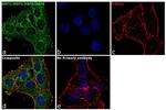 ARF1/ARF3/ARF5/ARF6 Antibody in Immunocytochemistry (ICC/IF)