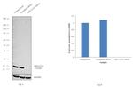 ARF1/ARF3/ARF5/ARF6 Antibody