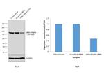 alpha Adaptin Antibody