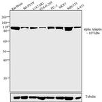 alpha Adaptin Antibody in Western Blot (WB)