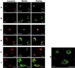 TGN46 Antibody in Immunocytochemistry (ICC/IF)