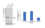 RAB9 Antibody