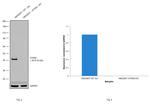 Ataxin 3 Antibody in Western Blot (WB)