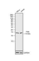 FXN Antibody in Western Blot (WB)