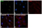 NPM1 Antibody in Immunocytochemistry (ICC/IF)