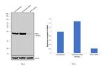 NPM1 Antibody