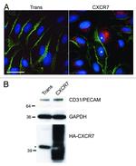 CD31 Antibody in Western Blot, Immunocytochemistry (WB, ICC/IF)