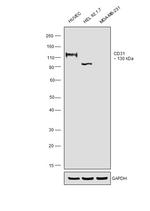 CD31 Antibody