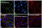 CD31 Antibody in Immunocytochemistry (ICC/IF)