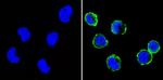 CD31 Antibody in Immunocytochemistry (ICC/IF)