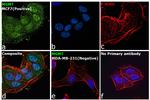 MGMT Antibody in Immunocytochemistry (ICC/IF)