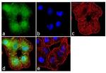 Aggrecan Antibody in Immunocytochemistry (ICC/IF)