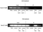 NONO Antibody in ChIP Assay (ChIP)