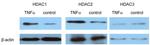 NONO Antibody in Immunoprecipitation (IP)