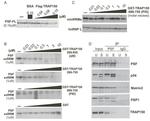 NONO Antibody in Western Blot (WB)