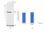 NONO Antibody in Western Blot (WB)