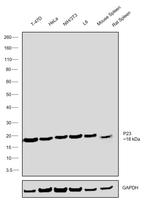 p23 Antibody in Western Blot (WB)