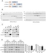 Caveolin 1 Antibody in Western Blot (WB)