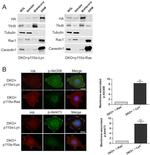 Caveolin 1 Antibody in Western Blot (WB)