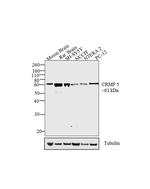 CRMP5 Antibody in Western Blot (WB)