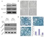 Vimentin Antibody in Western Blot (WB)