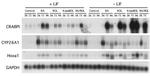 CRABP1 Antibody in Western Blot (WB)