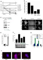 CRABP1 Antibody in Western Blot (WB)