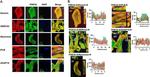 SERCA2 ATPase Antibody in Immunohistochemistry (IHC)