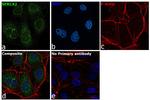 SERCA2 ATPase Antibody in Immunocytochemistry (ICC/IF)