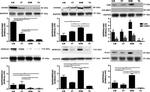 Calsequestrin Antibody in Western Blot (WB)