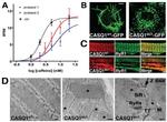 Calsequestrin Antibody in Immunohistochemistry (IHC)