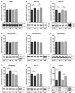 Calsequestrin Antibody in Western Blot (WB)