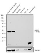 Calsequestrin Antibody