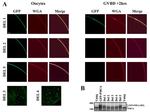 PMCA ATPase Antibody in Western Blot (WB)