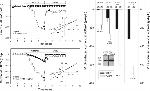 PMCA ATPase Antibody in Western Blot (WB)