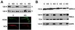 CACNA2D1 Antibody in Western Blot (WB)