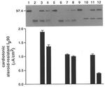 ATP1A3 Antibody in Western Blot (WB)